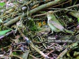 Attēlu rezultāti vaicājumam “Phylloscopus trochiloides”