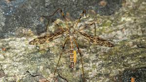 Attēlu rezultāti vaicājumam “Limoniidae”