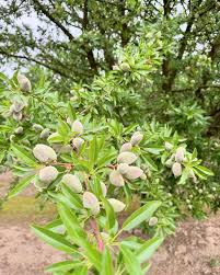 Image result for fresh green almonds