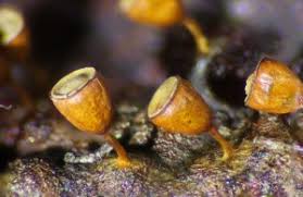 Attēlu rezultāti vaicājumam “Craterium minutum”