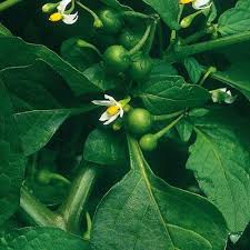 Attēlu rezultāti vaicājumam “Solanum nigrum”