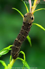 Attēlu rezultāti vaicājumam “Deilephila elpenor larva”