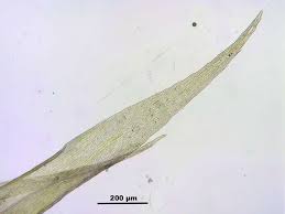 Attēlu rezultāti vaicājumam “Warnstorfia fluitans”