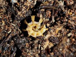 Attēlu rezultāti vaicājumam “Geocrypta galii larva”