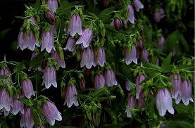 Attēlu rezultāti vaicājumam “Geranium bohemicum leaf”