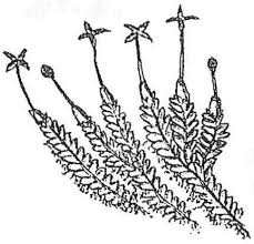 Attēlu rezultāti vaicājumam “Leiocolea rutheana sporophyte”