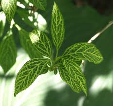 Attēlu rezultāti vaicājumam “Forsythia viridissima”
