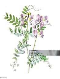 Attēlu rezultāti vaicājumam “Vicia sylvatica flower”