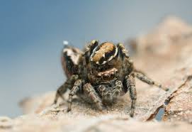 Attēlu rezultāti vaicājumam “Evarcha falcata male”