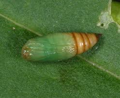 Attēlu rezultāti vaicājumam “Eupithecia linariata”