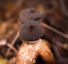 Attēlu rezultāti vaicājumam “Geastrum”