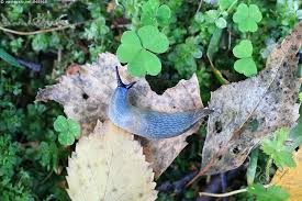 Attēlu rezultāti vaicājumam “Krynickillus melanocephalus”