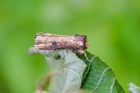 Attēlu rezultāti vaicājumam “Axylia putris”