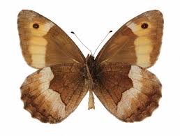 Attēlu rezultāti vaicājumam “Hipparchia alcyone”