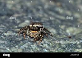 Attēlu rezultāti vaicājumam “Salticus sp.”