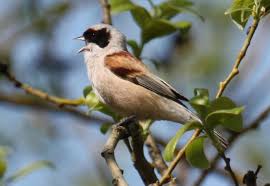 Attēlu rezultāti vaicājumam “Remiz pendulinus adult”