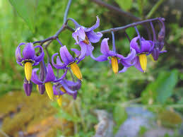 Attēlu rezultāti vaicājumam “Solanum dulcamara leaf”