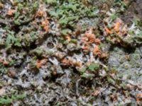 Attēlu rezultāti vaicājumam “Erythricium aurantiacum”