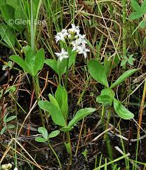 Attēlu rezultāti vaicājumam “Menyanthes trifoliata”