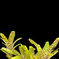 Image result for Dendroica tigrina