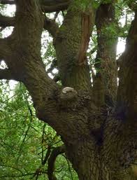 Attēlu rezultāti vaicājumam “Aurantiporus fissilis”