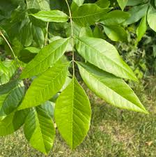Attēlu rezultāti vaicājumam “Fraxinus pennsylvanica”