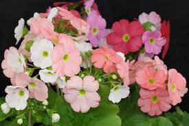 Image result for Primula obconica