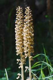 Attēlu rezultāti vaicājumam “Neottia nidus-avis flower”