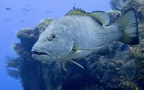 Image result for Lutjanus cyanopterus