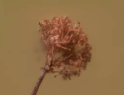 Attēlu rezultāti vaicājumam “Clastoderma debaryanum”