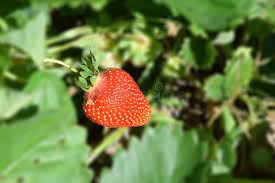 Attēlu rezultāti vaicājumam “Fragaria moschata”