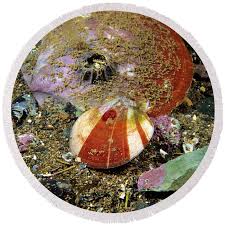 Image result for Placopecten magellanicus