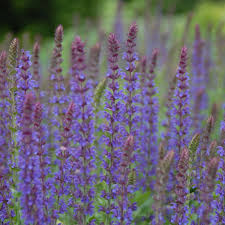 Image result for Salvia nemorosa