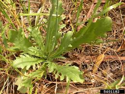 Attēlu rezultāti vaicājumam “Hypochaeris maculata leaf”