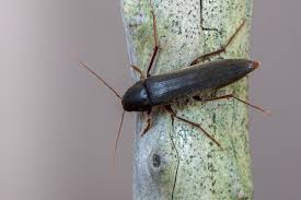 Attēlu rezultāti vaicājumam “Melandryidae”