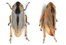 Attēlu rezultāti vaicājumam “Aphrophoridae”