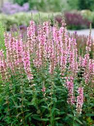 Image result for Lythrum salicaria