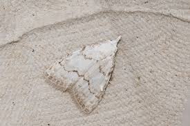 Attēlu rezultāti vaicājumam “Nola aerugula”