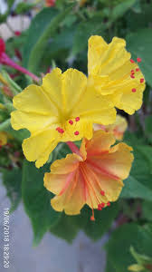 Image result for Mirabilis jalapa