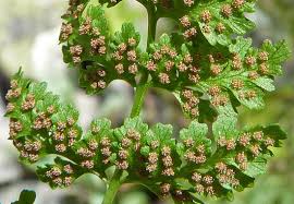 Attēlu rezultāti vaicājumam “Cystopteris fragilis”