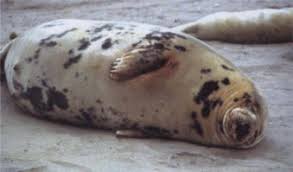 Image result for Halichoerus grypus