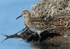 Image result for Calidris melanotos