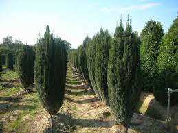 Attēlu rezultāti vaicājumam “Taxus baccata”