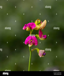 Attēlu rezultāti vaicājumam “Lathyrus sylvestris bud”