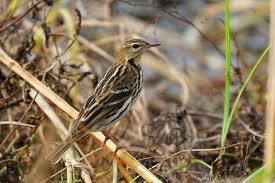 Image result for Anthus gustavi