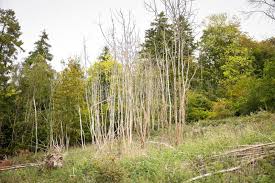 Attēlu rezultāti vaicājumam “Hymenoscyphus fraxineus”