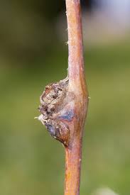 Attēlu rezultāti vaicājumam “Lasioptera rubi”