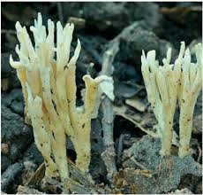 Attēlu rezultāti vaicājumam “Tremellodendropsis tuberosa”