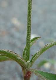 Attēlu rezultāti vaicājumam “Stemonitopsis gracilis young”