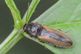 Attēlu rezultāti vaicājumam “Dalopius marginatus”